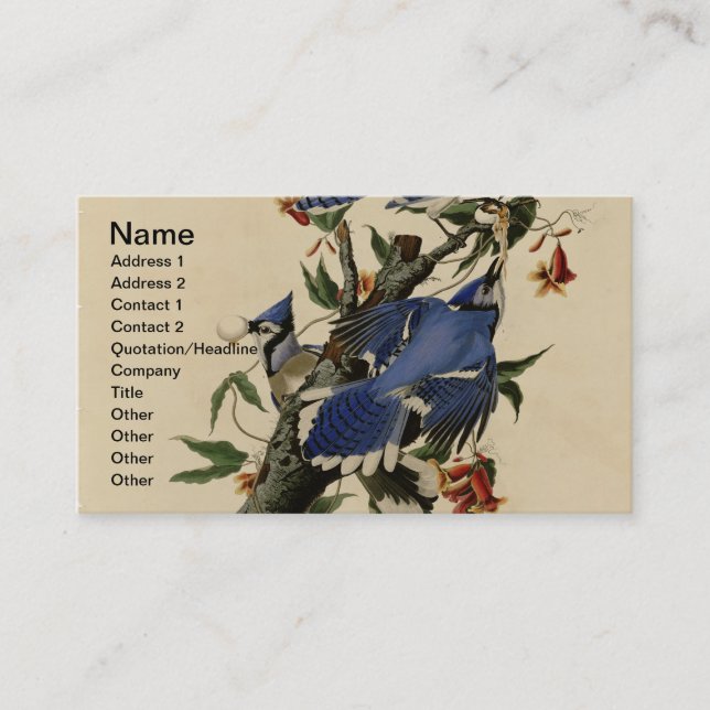 Vintage Blue Jay Business Card (Front)