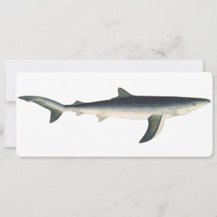 Vintage Blue Shark, Aquatic Ocean Marine Life