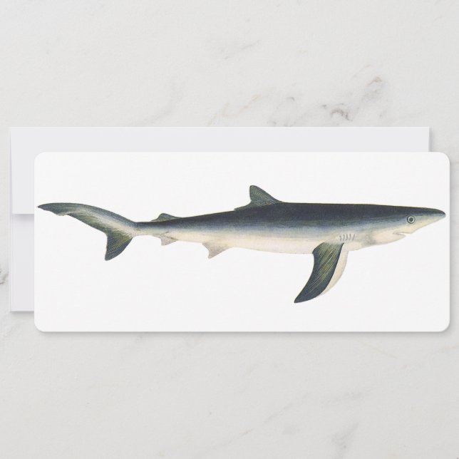 Vintage Blue Shark, Aquatic Ocean Marine Life (Front)
