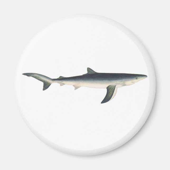 Vintage Blue Shark, Aquatic Ocean Marine Life Magnet (Front)