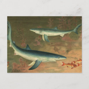 Vintage Blue Shark Eating Fish, Marine Life Postcard