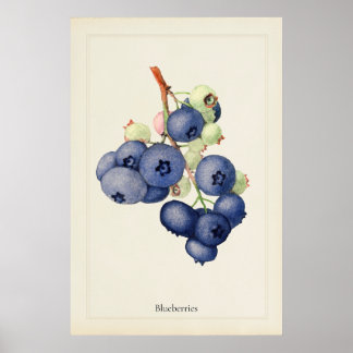 Vintage Blueberries Botanical Art Print Poster