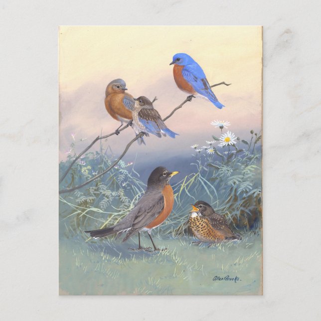 Vintage Bluebird and Robin Postcard (Front)