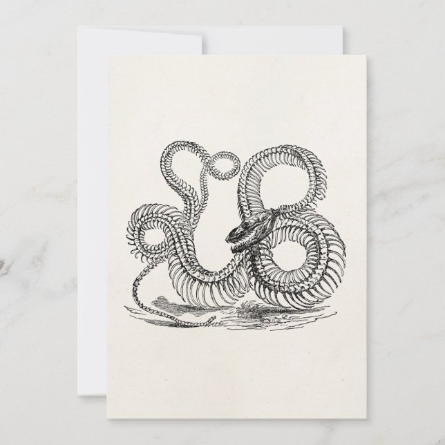 Vintage Boa Snake Skeleton Personalised Template (Front)
