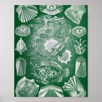 Vintage Bony Fishes Marine Zoology Illustration
