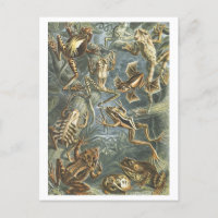 Vintage Book Illustration Frogs