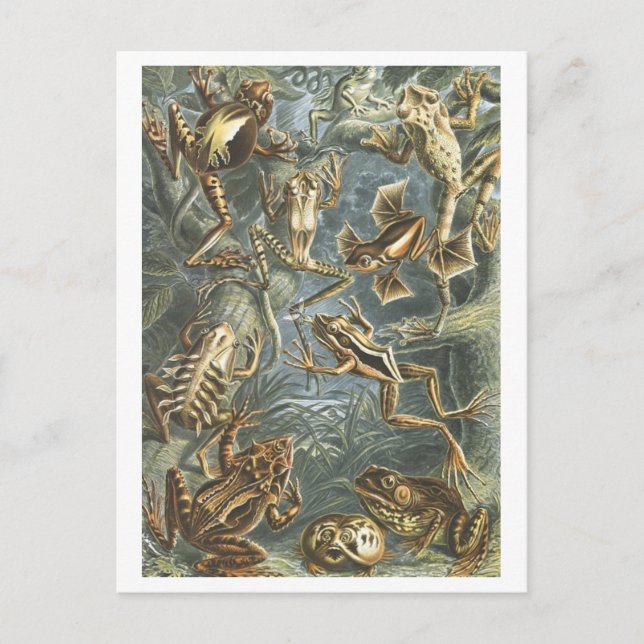 Vintage Book Illustration Frogs Postcard (Front)