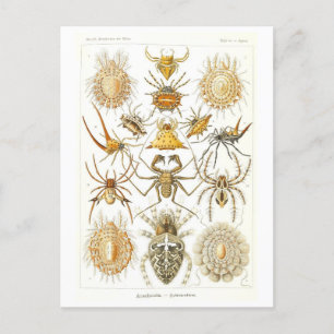 Vintage Book Illustration Spiders Postcard