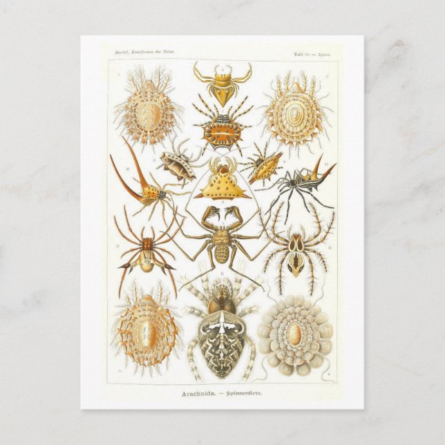 Vintage Book Illustration Spiders Postcard (Front)