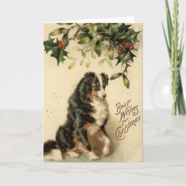 Vintage Border Collie Christmas Card (Front)