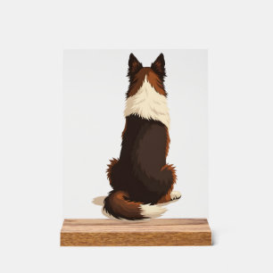 Vintage Border Collie From Behind Dog Illustration Acrylic Sign