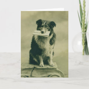 Vintage Border Collie Greeting Card