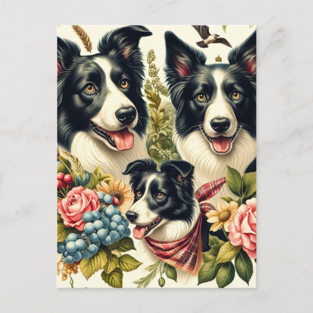 Vintage Border Collie Illustration Postcard (Front)