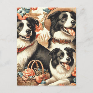 Vintage Border Collie Painting Postcard