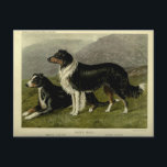 Vintage Border collie sheep dog Postcard<br><div class="desc">A vintage illustration of sheep dogs,  the border collie and Australian shepard.</div>