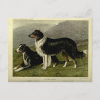 Vintage Border collie sheep dog
