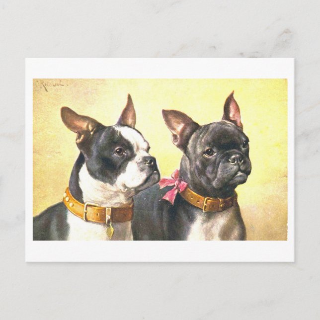 Vintage Boston Terriers Postcard (Front)