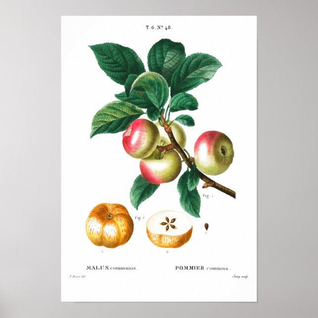 VINTAGE BOTANICAL APPLES REDOUTÉ POSTER (Front)