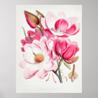 Vintage Botanical Art Campbells Magnolia Fitch