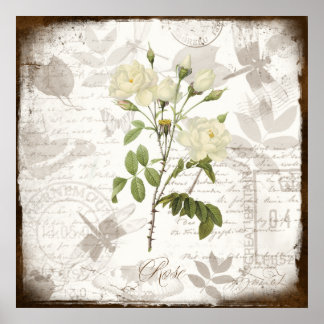 Vintage botanical art prints ~ English Rose