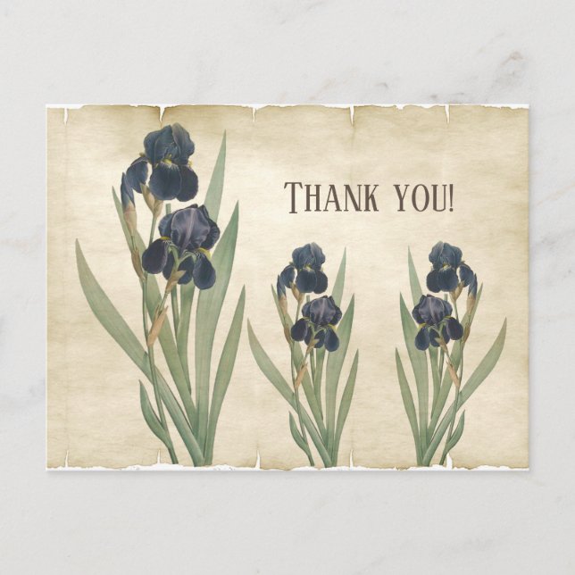 Vintage Botanical Blue Bearded Irises Thank You Postcard (Front)