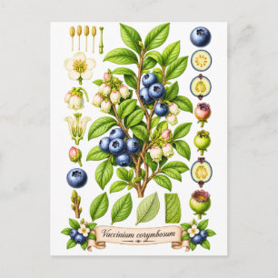 Vintage Botanical Blueberry Illustration Postcard