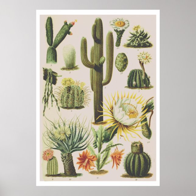 Vintage Botanical Cactus Illustration Poster (Front)