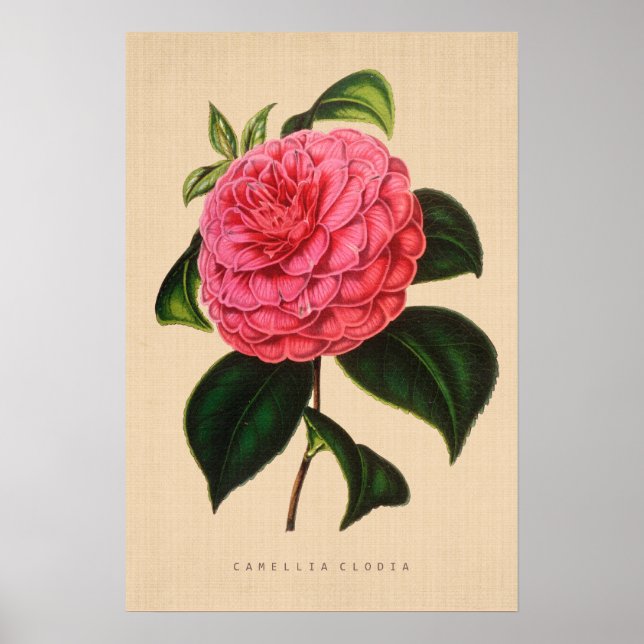 Vintage Botanical - Camellia Clodia Poster (Front)