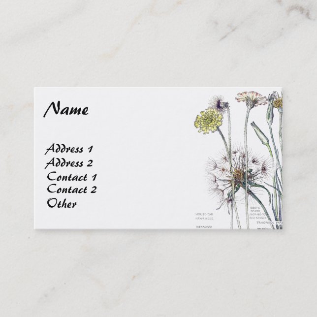 Vintage Botanical Catsear Business Cards (Front)
