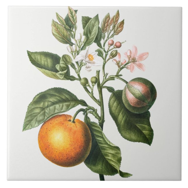 Vintage Botanical Ceramic Tile (Front)