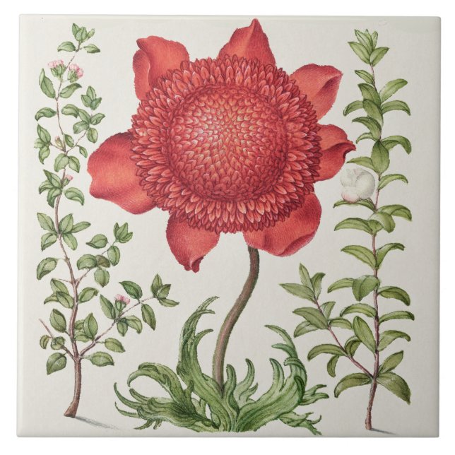 Vintage Botanical Ceramic Tile (Front)