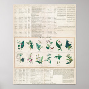 Vintage Botanical Chart