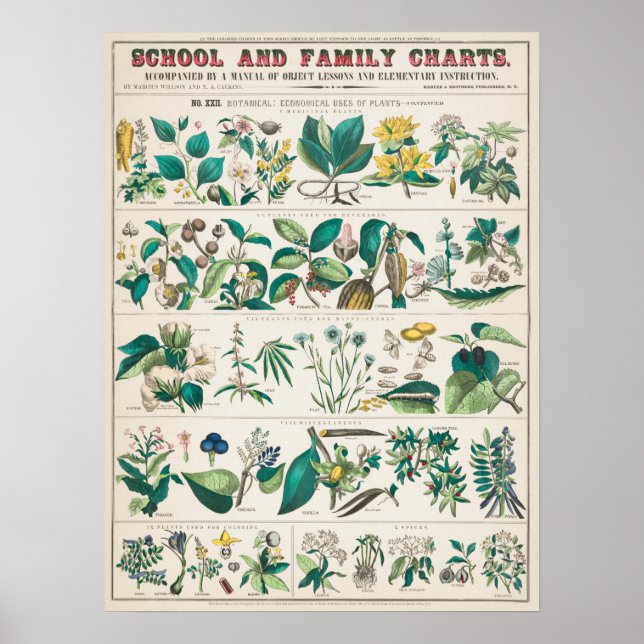 Vintage Botanical Chart (Front)