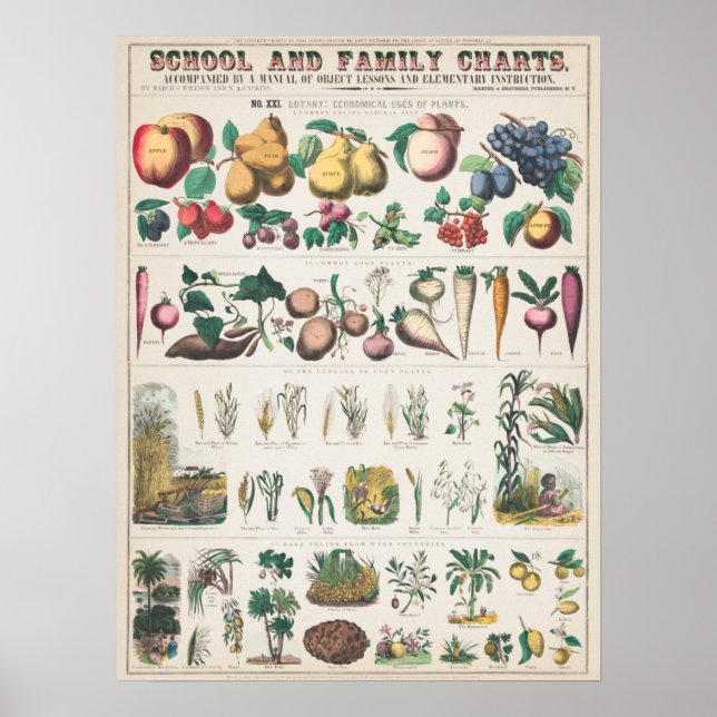 Vintage Botanical Chart (Front)