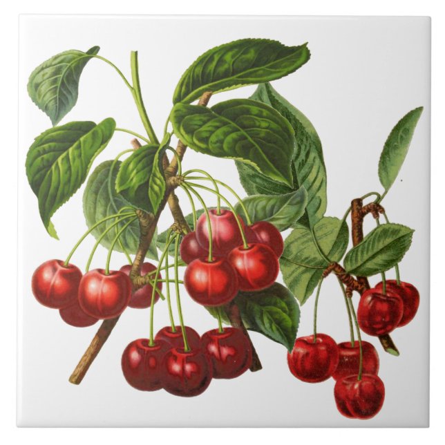 Vintage Botanical Cherries Print on White Ceramic Tile (Front)