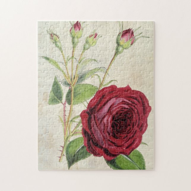 Vintage Botanical Comte de Falloux Rose Jigsaw Puzzle (Vertical)
