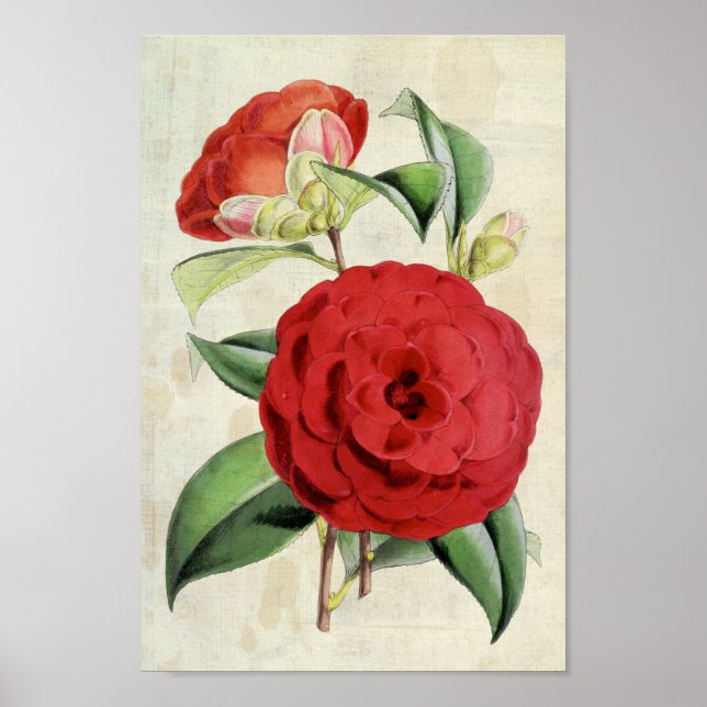 Vintage Botanical Crimson Camellia Poster (Front)