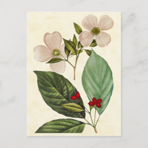 Vintage Botanical Dogwood Tree Illustration Postcard