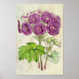 Vintage Botanical Double Fringed Chinese Primrose Poster