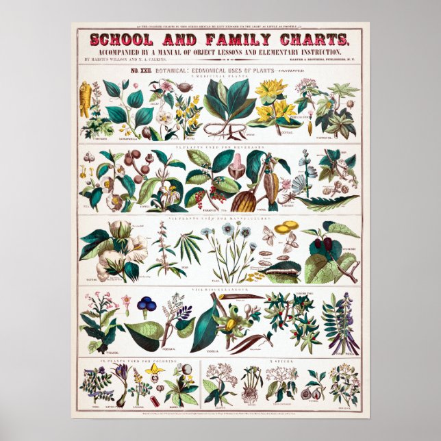 Vintage Botanical Educational Chart (Front)