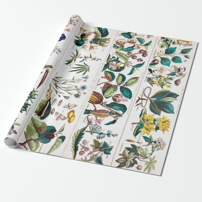 Vintage Botanical Educational Chart Wrapping Paper (Unrolled)