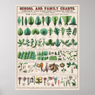 Vintage Botanical Educational Poster