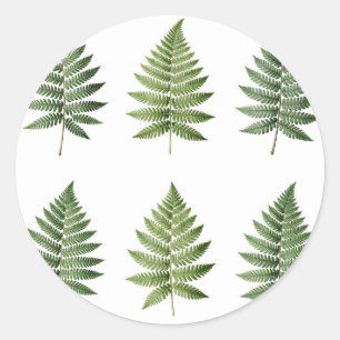 Vintage Botanical Fern Leaves Illustration Pattern Classic Round Sticker