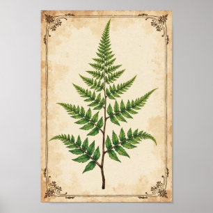 Vintage Botanical Fern Study Art Poster
