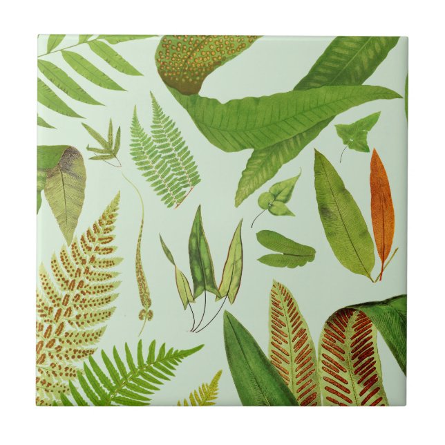 Vintage Botanical Ferns Ceramic Tile (Front)