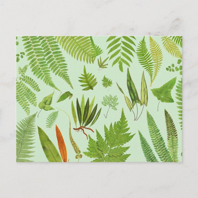 Vintage Botanical Ferns Postcard (Front)
