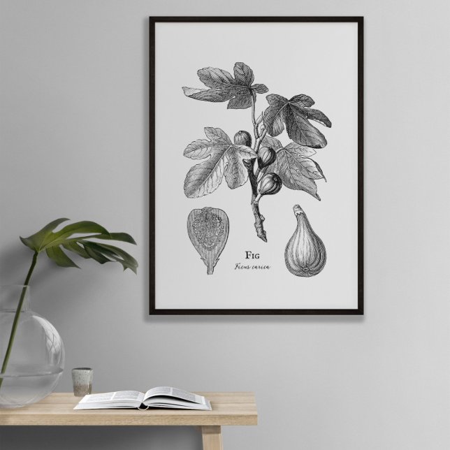 Vintage Botanical Fig Illustration Poster (Creator Uploaded)