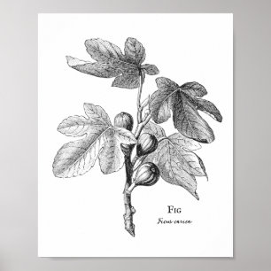 Vintage Botanical Fig Illustration Poster