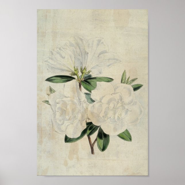 Vintage Botanical Flag of Truce Azalea Poster (Front)