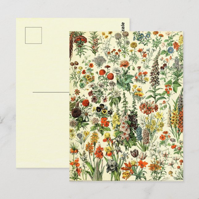 Vintage Botanical Fleurs  Postcard (Front/Back)